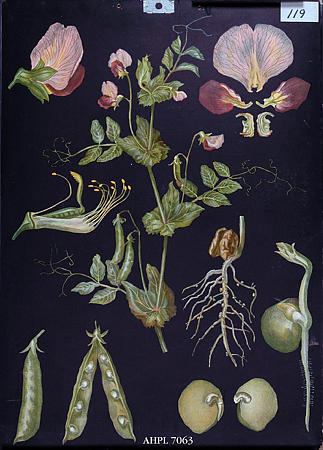 Planter