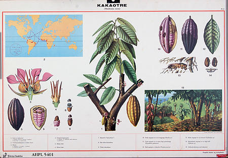 Tropiske planter