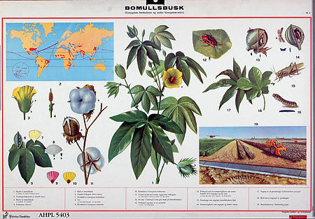 Tropiske planter