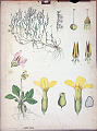 Røsslyng ( Calluna vulgaris), Marianøkleblomst ( Primula elatior facq.)<br>Kunstner: Lithografi av J.F. Schreiber, Esslingen bei Stuttgart.<br>Forlag: Fr. Engleder, München.                              