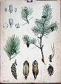 Furu ( Pinus Silvestria ). Kunstner:J.F.Schreiber<br>Forlag: Fr. Engleder                             
