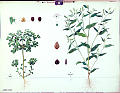 Akervortemelk (30) (Euphorbia Helioscopia). Blekbladet skedekne (31) (Polygonium laphathifolium).<br>Kunstner: K. Qvelprud (under ledelse av E. Korsmoe.<br>Forlag: Grøndahl og Søn, Kristiania.                             