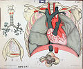 Hjertet, lungene<br>Kunstner: Ukjent<br>Forlag: H. Aschehoug & Co.                             