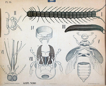 Insekter