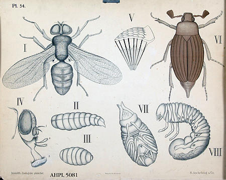 Insekter