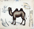 Kamel og forskjellige klover<br>Kunstner: Ukjent<br>Forlag: Dybdahls zoologiske plansjer<br>            H. Aschehoug & Co.                             