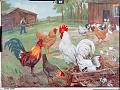 Hønsegård: Foskjellige typer høner, haner og kyllinger.<br>Kunstner: Vilh. Tupy<br>Forlag: A.B.P.A. Norstedt & Söner.<br>Bengtsons Litographiske, Stockholm                               