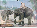 Indiske elefanter<br>Kunstner: Vilh. Tupy<br>Forlag: Ukjent                             
