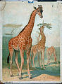 Giraffer - camelo pardalis - giraffa.<br>Kunstner: Ukjent<br>Forlag: Ukjent                               