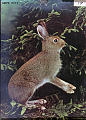 Hare, pattedyr i Norge<br>Kunstner: Ukjent<br>Forlag: Ukjent                            