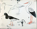 Tjeld, stork, stor spove og heili-hode.<br>Kunstner: Ukjent<br>Forlag: H. Aschehoug & Co.                            