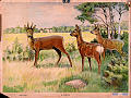 Rådyr<br>Kunstner: Maler Nils Tiren<br>Forlag: Læremiddelsentralen Reinhardt Monsen A/S, Oslo      <br>                        