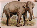 Elefant, India, dyr og landskap i hele verden<br>Kunstner: Maler F. Spech<br>Forlag: Ukjent                             