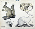 Ekorn, hare + kraniet<br>Kunstner: Ukjent<br>Forlag: Dypedahls Zoologiske plansjer. H. Aschehoug & Co.                               