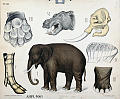 Elefant, flodhest, kraniet til elefanten, tenner og bein.<br>Kunstner: Ukjent<br>Forlag: Dybdahls Zoologiske plansjer. H. Aschehoug & Co.                              