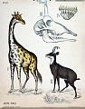 Giraff, steinbukk, kraniet, tenner<br>Kunstner: Ukjent<br>Forlag: Dybdahls Zoologiske plansjer. H. Aschehoug & Co.                              