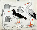 Stork, tjeld<br>Kunstner: Ukjent<br>Forlag: Dybdahls Zoologiske plansjer. H. Aschehoug & Co.                              