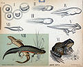 Salamander, frosk. Utvikling fra egg til frosk.<br>Kunstner: Ukjent<br>Forlag: Dybdahls Zoologiske plansjer. H. Aschehoug & Co.                              