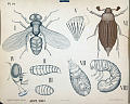 Flue, bille, forskjellige larvestadier.<br>Kunstner: Ukjent<br>Forlag: Dybdahls Zoologiske plansjer. H. Aschehoug & Co.                              